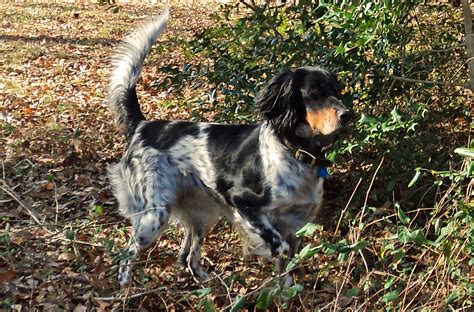 Setter puppies english setter puppies spaniel puppies pretty dogs cute baby animals pets cute animals puppies dog breeds. Our Llewellins | East Coast Llewellin Setters