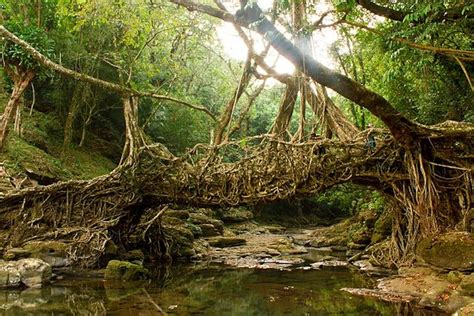 Living Root Bridges Meghalaya Your Personal Travel Guide 2023
