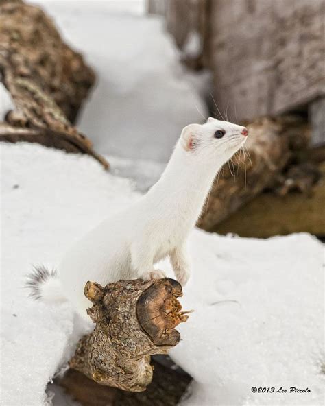 Short Tailed Weasel 5 By Les Piccolo Nature Animals Animals And Pets