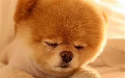 Boo Dog Sleep Cutest 10wallpaper Sleepy Pomeranian