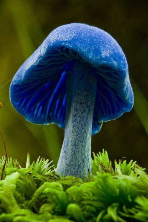 Blue Mushroom Entoloma Hochstetteri Stuffed Mushrooms Magical