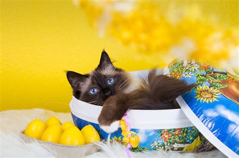 25 Cats And Kittens Who Are Ready For Easter Pictures Cattime