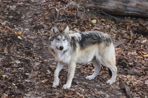 A Mexican Gray Wolf At The Abq Biopark Zoo Which Is Part Of A