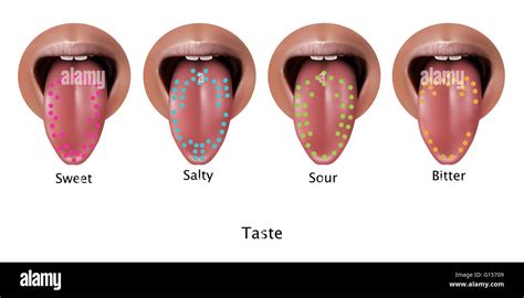 Illustration Of Regions Of The Tongue Associated With Certain Taste