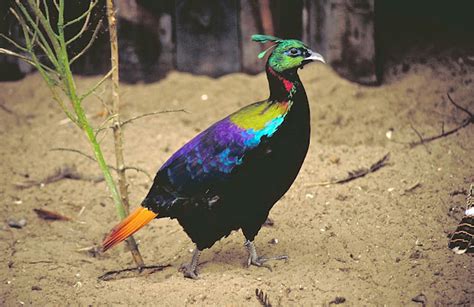 Hidden Unseen Top 10 Most Beautiful National Birds