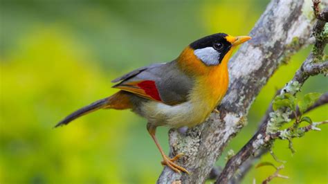 Check spelling or type a new query. Private Fraser's Hill Bird-Watching & Sightseeing Tour