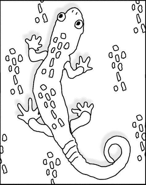 Gecko Coloring Page Protol Colors