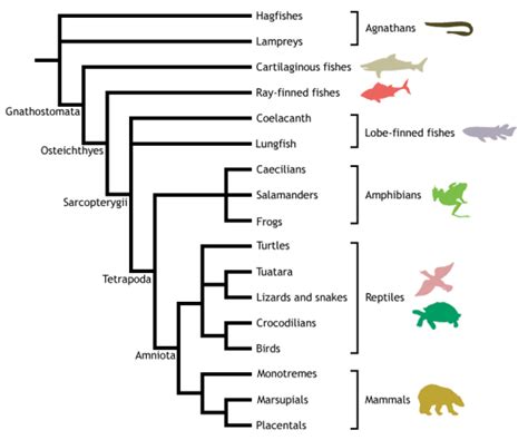 Cladogram Illustrating The Phylogeny Of The Major Vertebrate Clades
