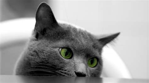British Shorthair Cat With Green Eyes Backiee