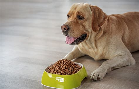 Maybe you would like to learn more about one of these? Best Dog Food For Skin Allergies