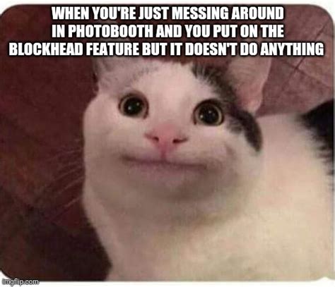 Polite Cat Memes Imgflip
