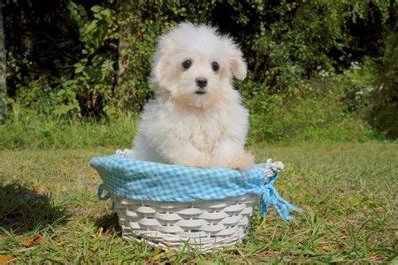 We don't see any malteses available for adoption they may not be maltese puppies, but these cuties are available for adoption in tampa, florida. Florida Pups is a breeder in Florida and near cities with ...