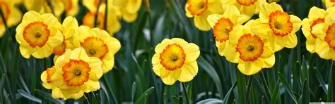 Yellow Daffodils Flowers Outdoors Spring Ultra Hd Desktop Background