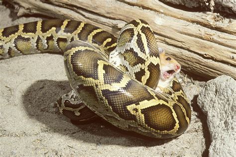 Burmese Python With Prey Photograph By John Mitchell Pixels