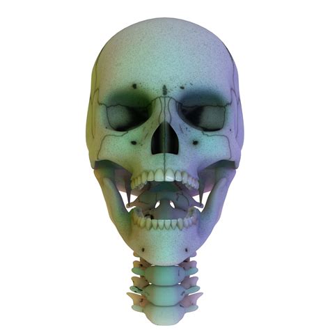 Anatomical Skull 3d Model
