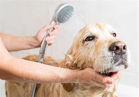 How And Why Should I Wash My Dog