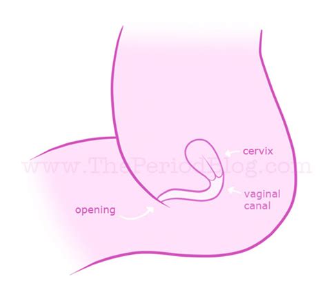 How to insert a tampon. What Hole Does The Tampon Go In Diagram