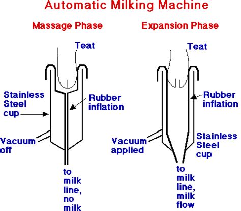 Milk Production And Biosynthesis