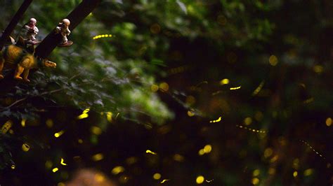 A Romantic Night With Sparkling Fireflies Cgtn
