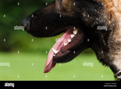 German Shepherd Dog Mouth With Teeth Panting Stock Photo Alamy