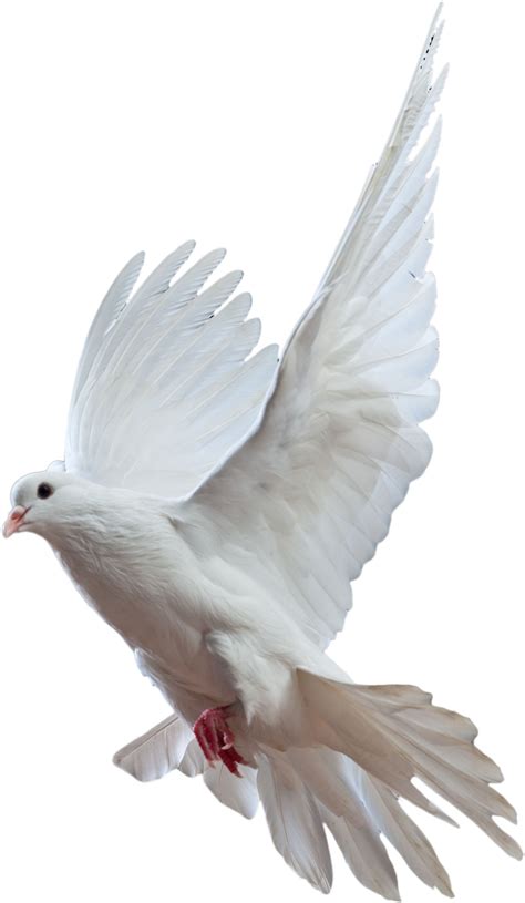 Free Flying Dove Png Download Free Flying Dove Png Png Images Free