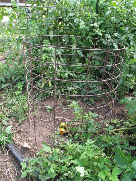 Tomato Cages Stakes Or Trellises Which Is Best For Supporting