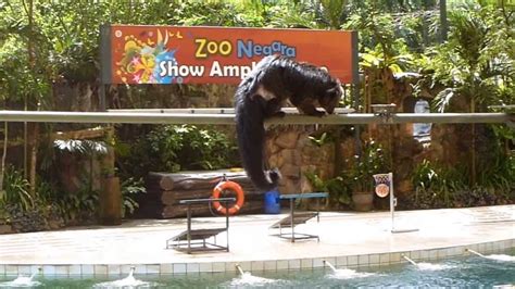 It is located on the north eastern outskirts of kuala lumpur in the shadow of the spectacular bukit tabur (klang gates quartz ridge). Zoo Negara ,Kuala Lumpur. - YouTube