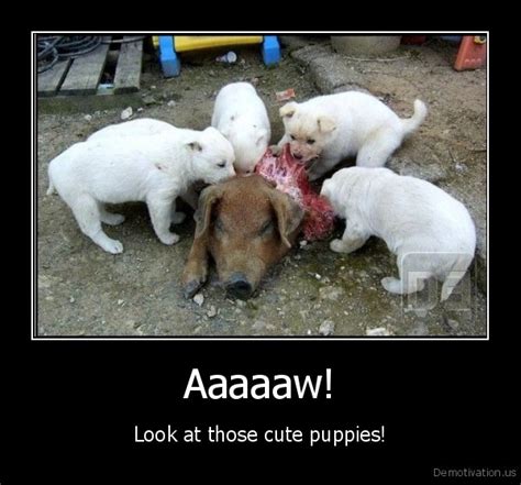 Aaaaawlook At Those Cute Puppiesde Motivation Us