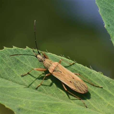 What Are The Flying Bugs In My Lawn Grow Gardener Blog Healthy