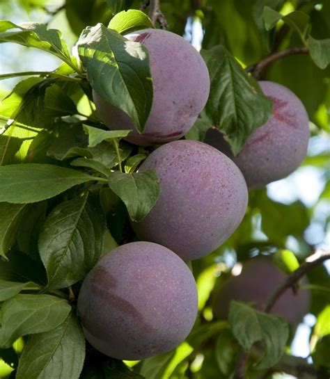 Apple scionwood cider cuttings, fruit tree scions for grafting, scion wood, 16 cider varieties. FLAVOR FINALE PLUOT TREE - 2 Year Old - Bob Well Nursery