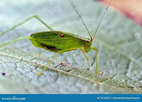 Bush Cricket On Green Leaf Stock Image Image Of Skip 73752879