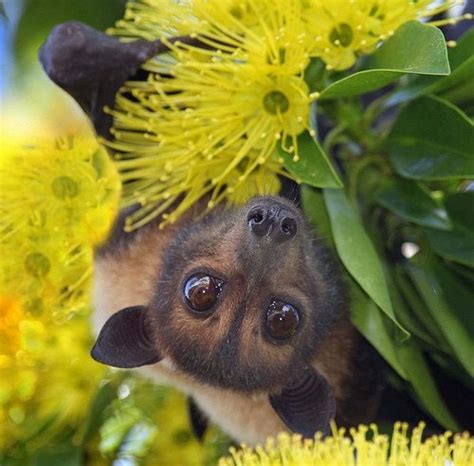 The Spectacled Flying Fox Pteropus Conspicillatus Consumes The Nectar