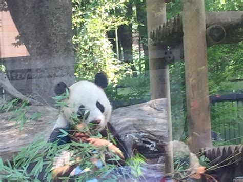 See The Giant Pandas At Ueno Zoo Tokyo 5 Things To Do Today