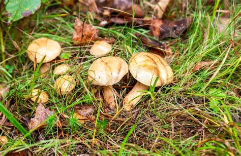 Forest Edible Mushrooms On The Grass Stock Photo Image Of Fragrant
