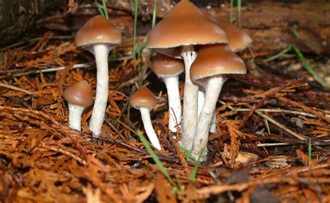 Psilocybin Mushroom Hunting All Mushroom Info