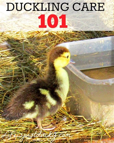 Raising Ducks 101 How To Take Care Of Baby Ducklings Raising Ducks