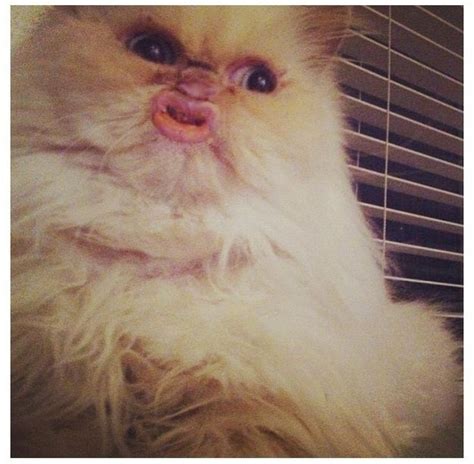 Cat Smacking Lips Meme ~ Alfilodesign