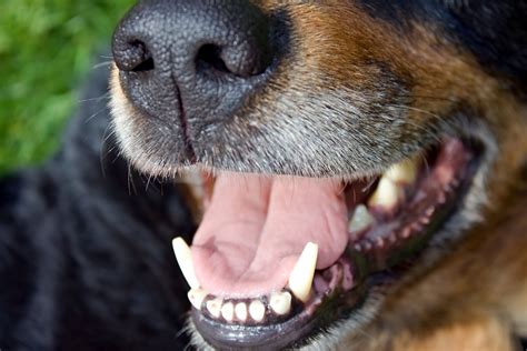 What Causes Oral Cancer In Dogs