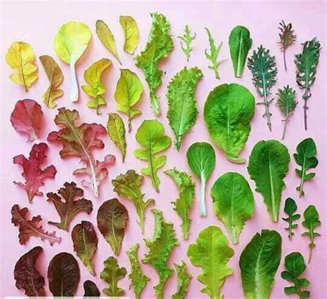 Many Different Types Of Leafy Greens On A Pink Background