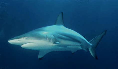 Акула чорнопера Carcharhinus Limbatus або Blacktip Shark