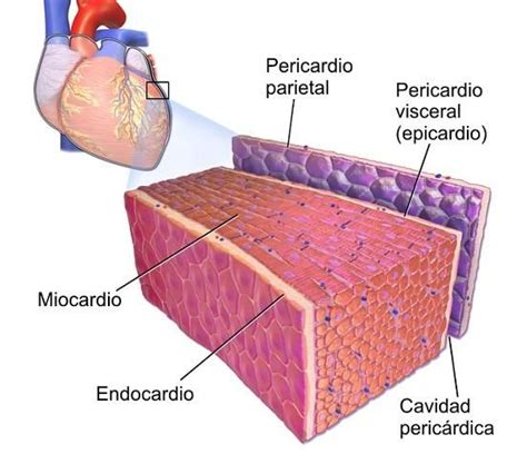 Descubre Las Tres Capas Del Coraz N Con Im Genes Cardiac Heart Anatomy Heart Wall