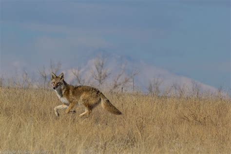Colorado Coyote Desert Animals Wolf Dog Coyote