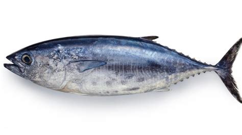 The true reason you should avoid eating bluefin tuna