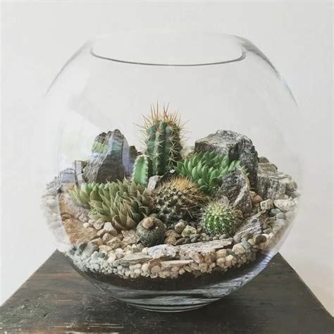 Build Your Own Cactus Terrarium With Pictures Succulents Network