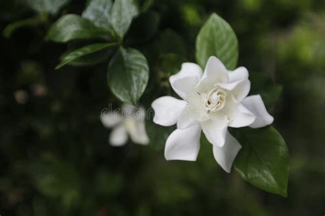 Jasmine Flower Northern Of Thailand Puddle Stock Image Image Of