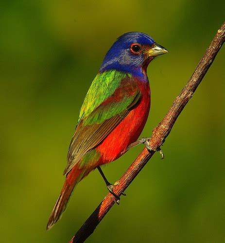 This makes it suitable for many types of projects. 1000+ images about PAINTED BUNTING on Pinterest | Indigo ...