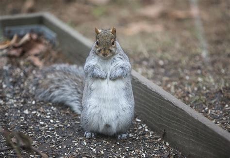 Maplewood New Jersey Squirrel Steals Goods Left For