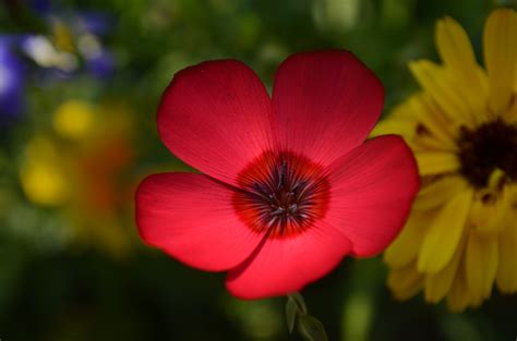 Free Images Blossom Light Petal Bloom Summer Red Flora