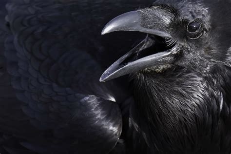 60 Crow Hd Wallpapers And Backgrounds