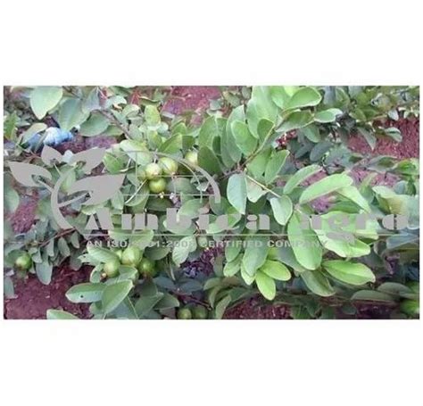 Tissue Culture Pink Guava Plants Rs 60 Piece Ambica Agro Id 6842550212